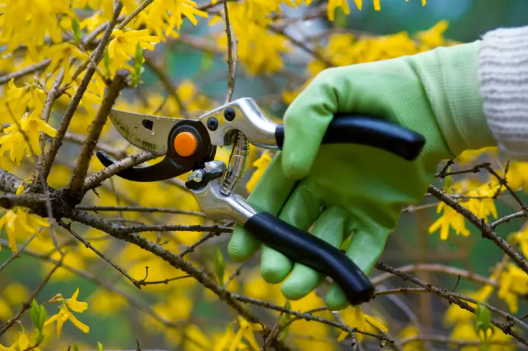 Pruning a bush